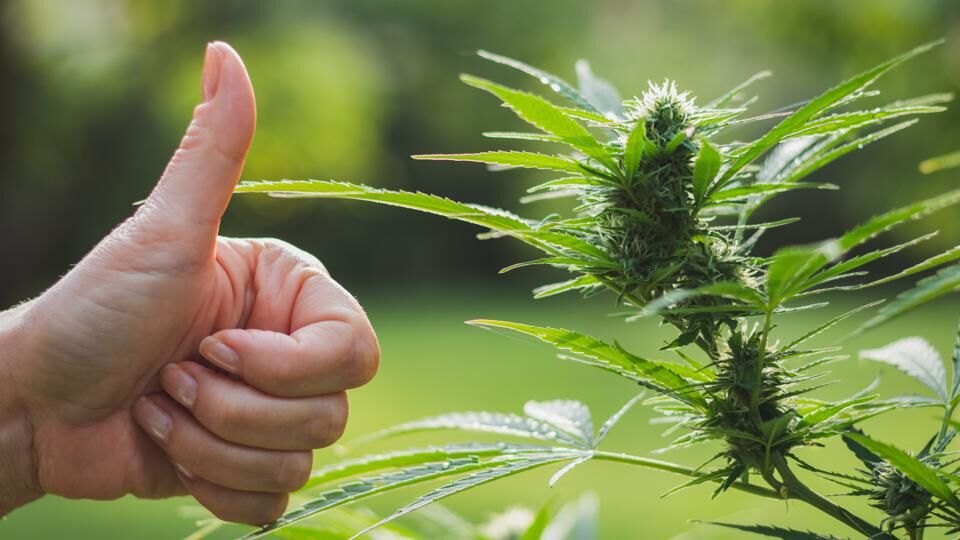 marijuana